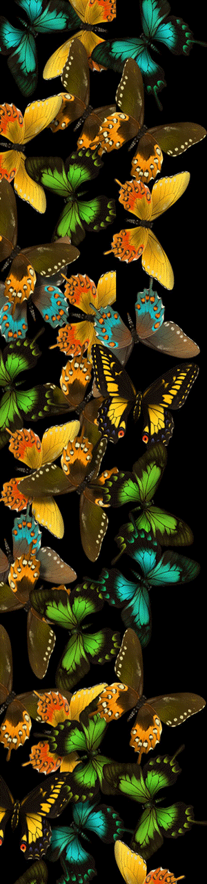 Butterflies on narrow black canas